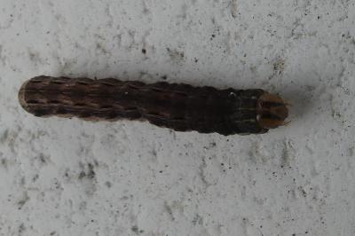 <i>Noctua pronuba</i>
