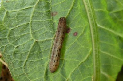 <i>Noctua pronuba</i>