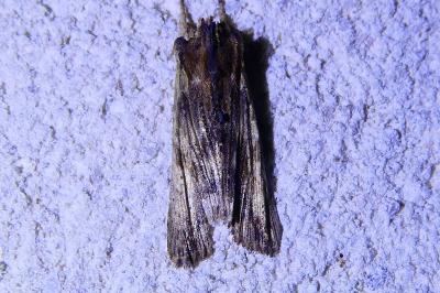 <i>Lithophane semibrunnea</i>