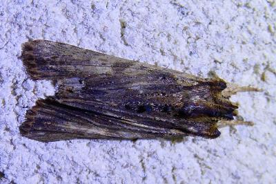 <i>Lithophane semibrunnea</i>