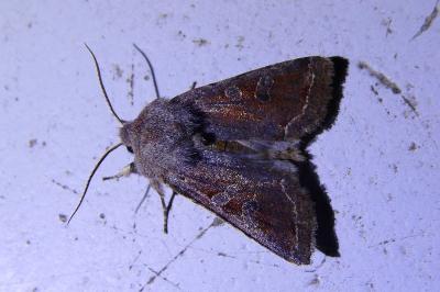 <i>Orthosia incerta</i>