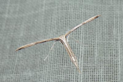 <i>Emmelina argoteles/monodactyla</i>