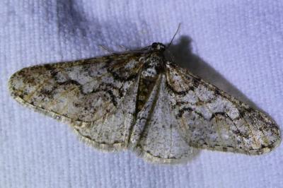 <i>Agriopis leucophaearia</i>