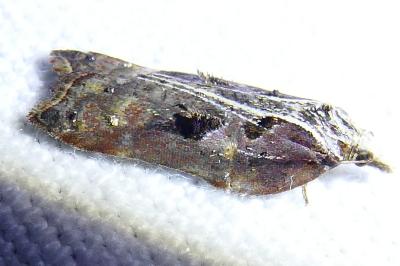 <i>Acleris cristana</i>