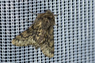 <i>Apocheima hispidaria</i>