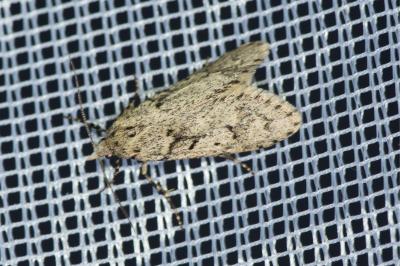 <i>Diurnea fagella</i>