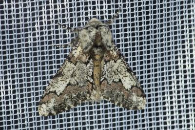 <i>Biston strataria</i>