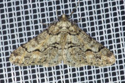 <i>Agriopis leucophaearia</i>