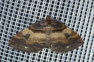 <i>Earophila badiata</i>