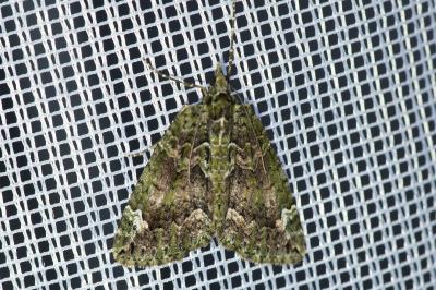 <i>Chloroclysta siterata</i>