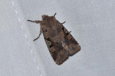 <i>Orthosia gothica</i>