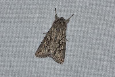<i>Xylocampa areola</i>