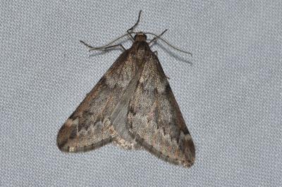 <i>Alsophila aescularia</i>