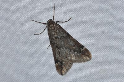 <i>Alsophila aescularia</i>