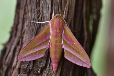 <i>Deilephila elpenor</i>