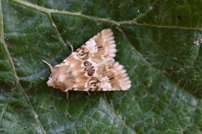 <i>Eremobia ochroleuca</i>