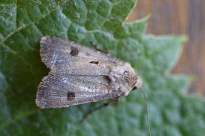 <i>Agrotis exclamationis</i>