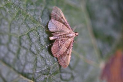 <i>Endotricha flammealis</i>