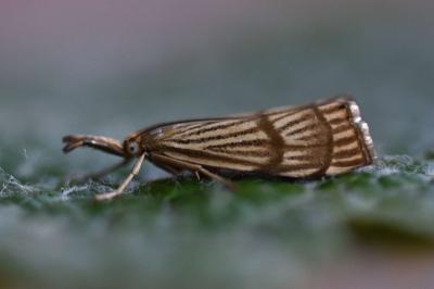 <i>Chrysocrambus linetella</i>