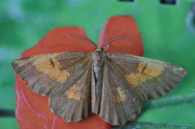 <i>Angerona prunaria</i>
