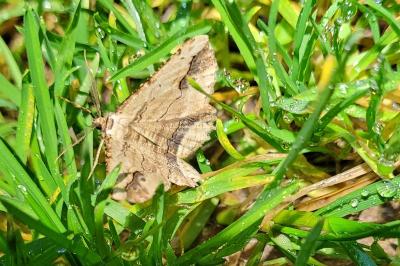 <i>Menophra abruptaria</i>