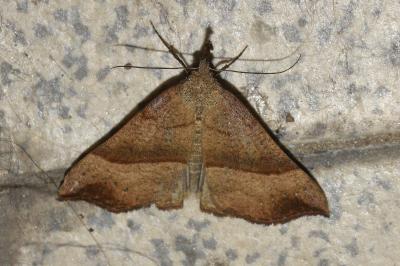 <i>Hypena proboscidalis</i>
