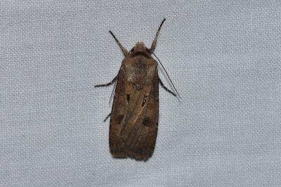 <i>Agrotis exclamationis</i>