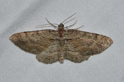<i>Gymnoscelis rufifasciata</i>