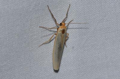 <i>Manulea complana</i>