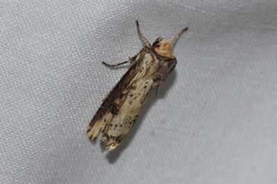 <i>Axylia putris</i>