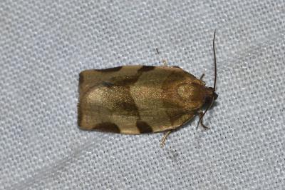 <i>Choristoneura hebenstreitella</i>