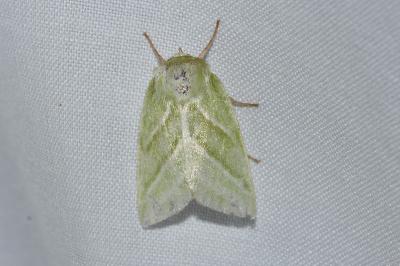 <i>Pseudoips prasinanus</i>