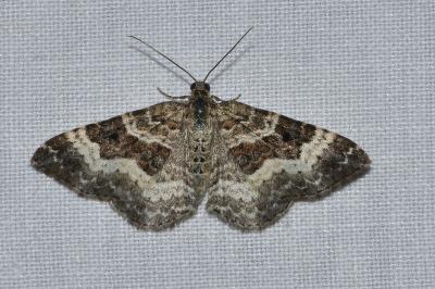 <i>Epirrhoe alternata</i>
