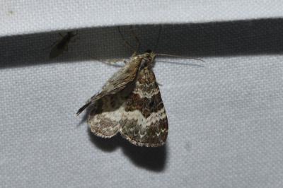 <i>Epirrhoe alternata</i>