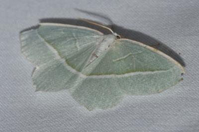 <i>Campaea margaritaria</i>
