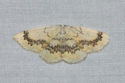 <i>Cyclophora annularia</i>