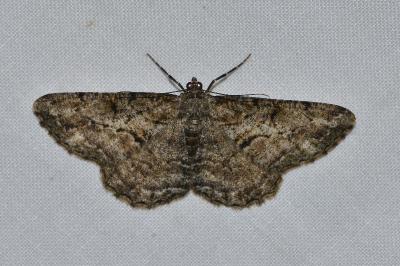 <i>Peribatodes rhomboidaria</i>