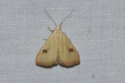 <i>Rivula sericealis</i>
