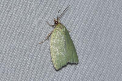 <i>Tortrix viridana</i>