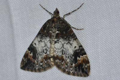 <i>Dysstroma truncata</i>