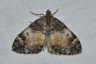 <i>Dysstroma truncata</i>
