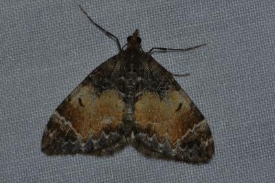 <i>Dysstroma truncata</i>