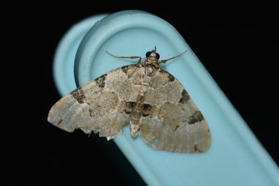 <i>Colostygia pectinataria</i>