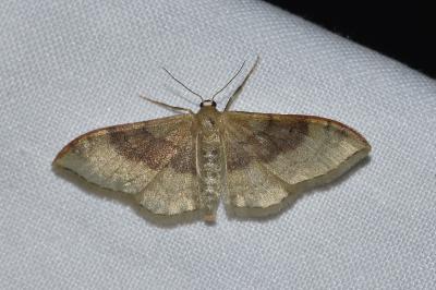 <i>Idaea degeneraria</i>