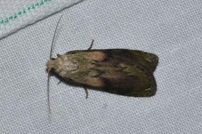 <i>Aphomia sociella</i>