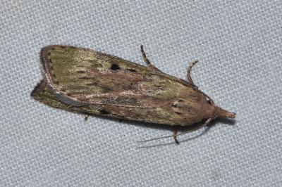 <i>Aphomia sociella</i>
