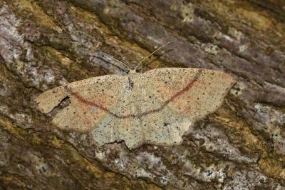 <i>Cyclophora punctaria</i>