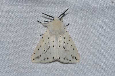 <i>Spilosoma lubricipeda</i>