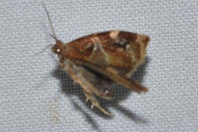 <i>Archips xylosteana</i>