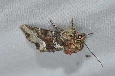 <i>Oligia</i>